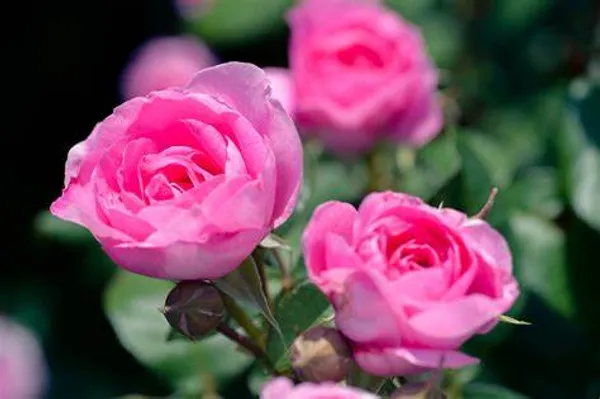 Pink_Rose_Grafted_1.5-3.5_Ft_Flower_Plant