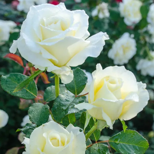 Hybrid_White_Rose_Live_Flower_Plant