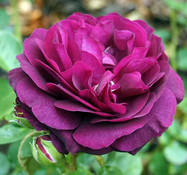 Violet_Rose_Live_Flower_Plant