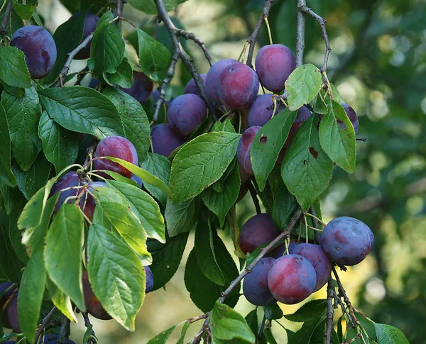 Prunus_Domestica_/Alubokhra_Live_Fruit_Plant_&_Tree_(1.5-3.5_Ft_Hight)_For_Your_Home_Garden_Hybrid_Aloobukhara_Plant_(Pack_Of_1)