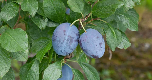 Prunus_Domestica_/Alubokhra_Live_Fruit_Plant_&_Tree_(1.5-3.5_Ft_Hight)_For_Your_Home_Garden_Hybrid_Aloobukhara_Plant_(Pack_Of_1)