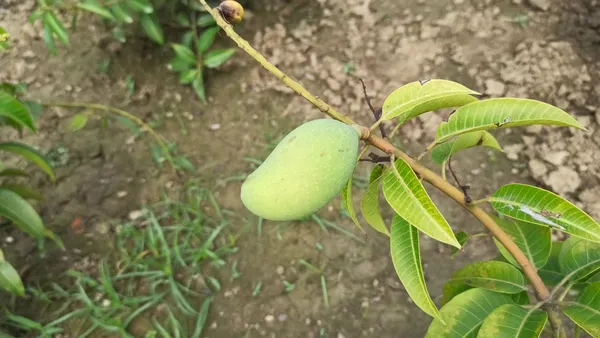Mango_Hybrid_Live_1.5-3.5_Ft_Fruit_Plant