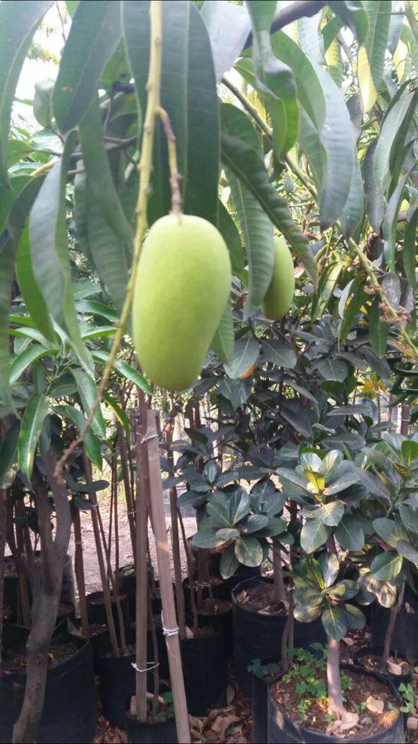 Mango_Hybrid_Live_1.5-3.5_Ft_Fruit_Plant