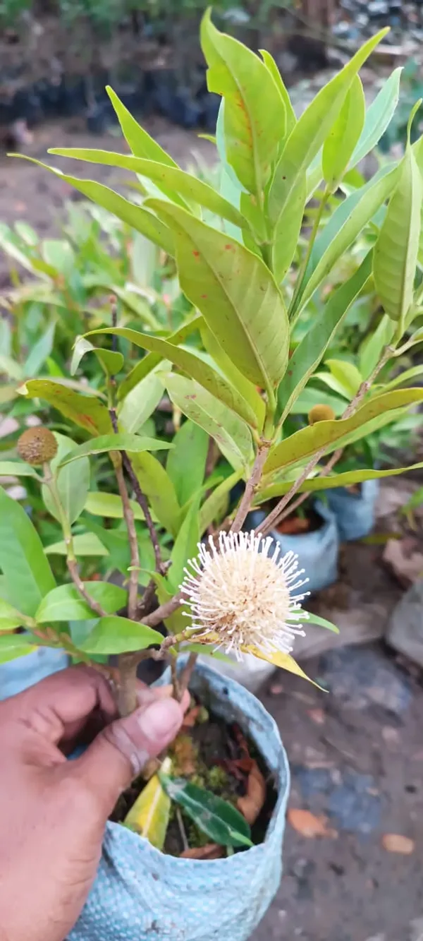 Hybrid_Dwarf_Verity_Kadom_Flower_Plant