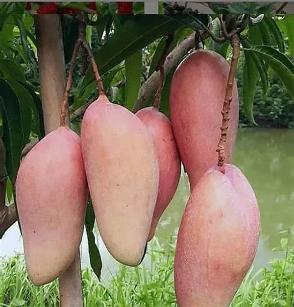 Red_Banana_Variety_Grafted_Aam_Fruit_Live_Plants_&_Tree1.5-2_Ft_Size