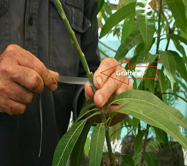 Red_Banana_Variety_Grafted_Aam_Fruit_Live_Plants_&_Tree1.5-2_Ft_Size