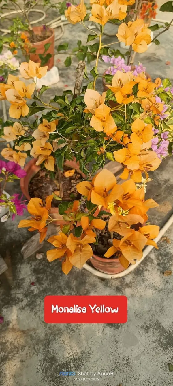 Yellow_Bougainvillea_Live_Flower_Plant
