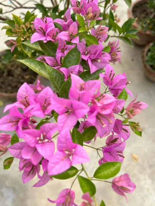 Violet_Bougainvillea_Live_Flower_Plant