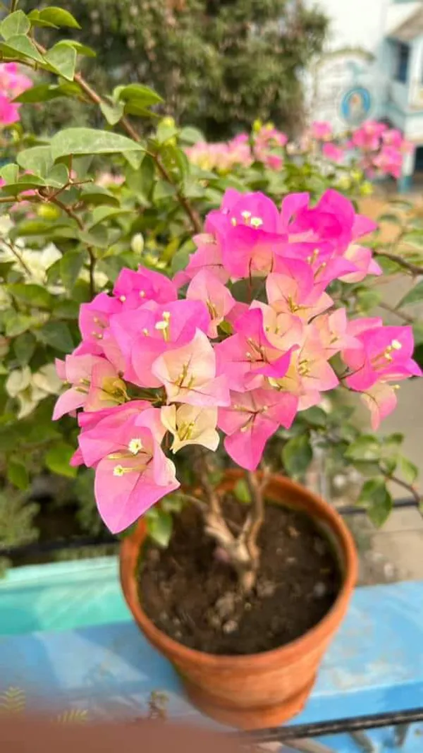 Violet_Bougainvillea_Live_Flower_Plant