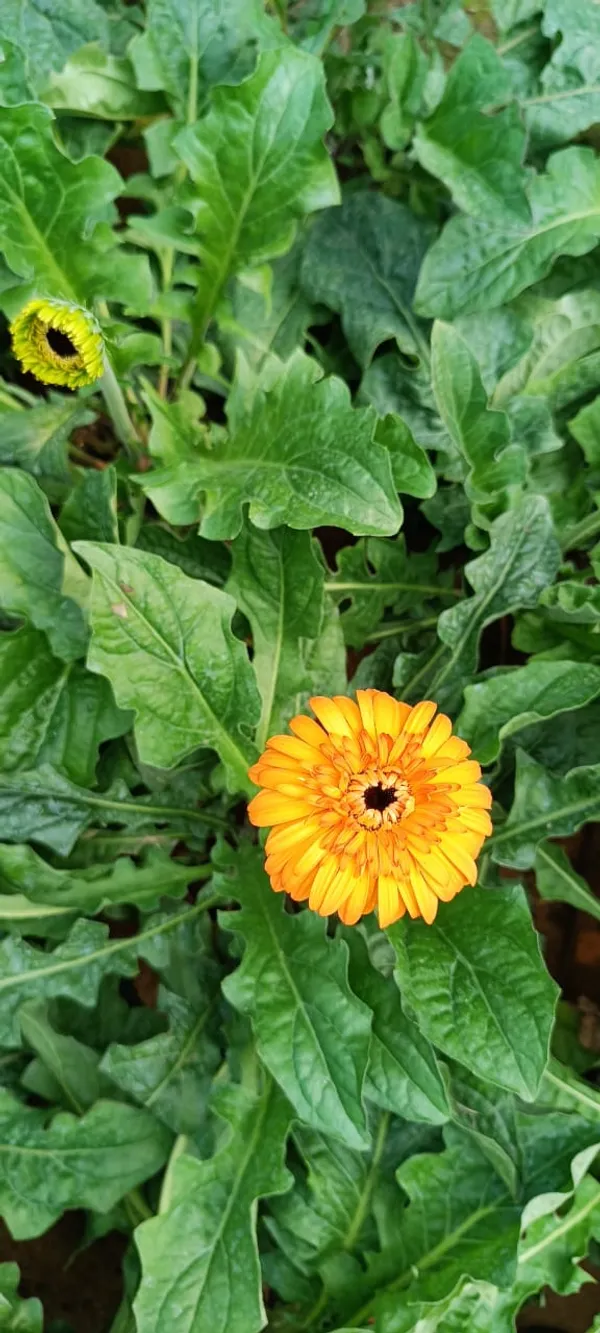 Gerbera_Yellow_Live_Flower_Plant