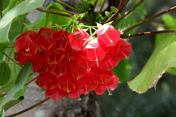 Dombeya_Red_Flower_Plant