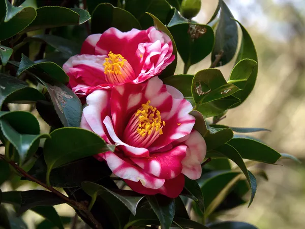 Camellia_Red_1.5-3.5_Ft_Flower_Plant