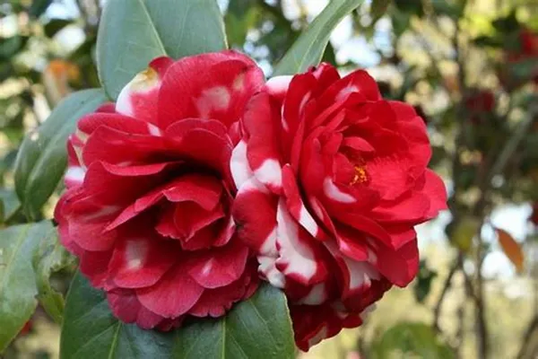 Camellia_Red_1.5-3.5_Ft_Flower_Plant
