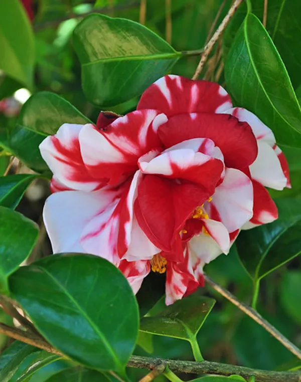 Camellia_Red_1.5-3.5_Ft_Flower_Plant
