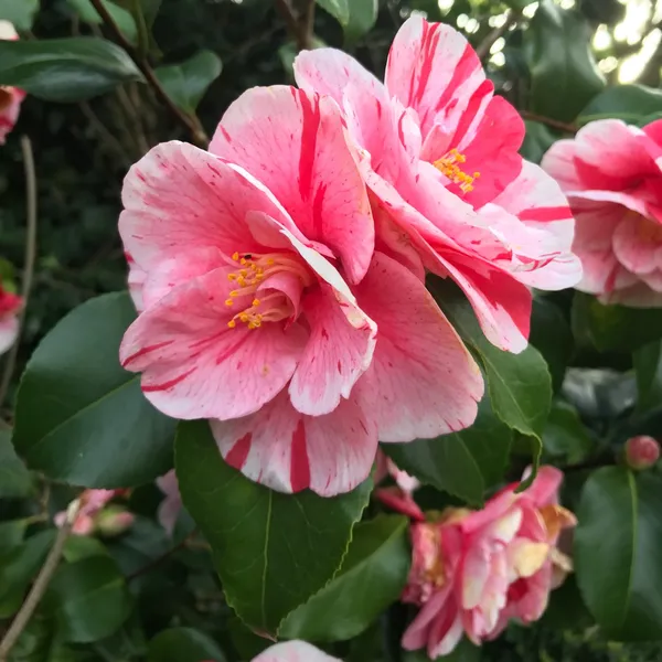Camellia_1.5-3.5_Ft_Live_Flower_Plant