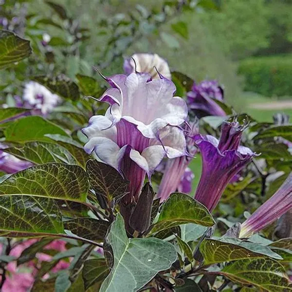 Black_Grafted_Dhutura_1.5-3.5_Ft_Hybrid_Flowering_Plant