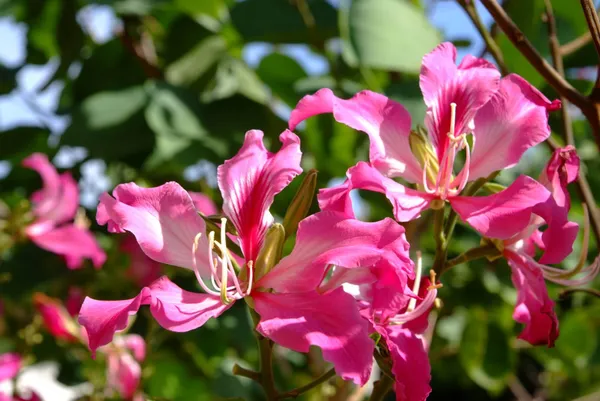 Bauhinia_Purpurea_Grafted_1.5-3.5_Ft_Hybrid_Pink_Flower_Plant