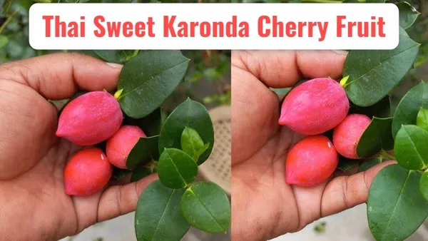 Thai_Sweet_Karonda_Cherry_Fruit,_Carissa_Carandas,_Seedless_Koromcha_Air_Layered_Plant_Fruit_After_6_Month_Pack_of1
