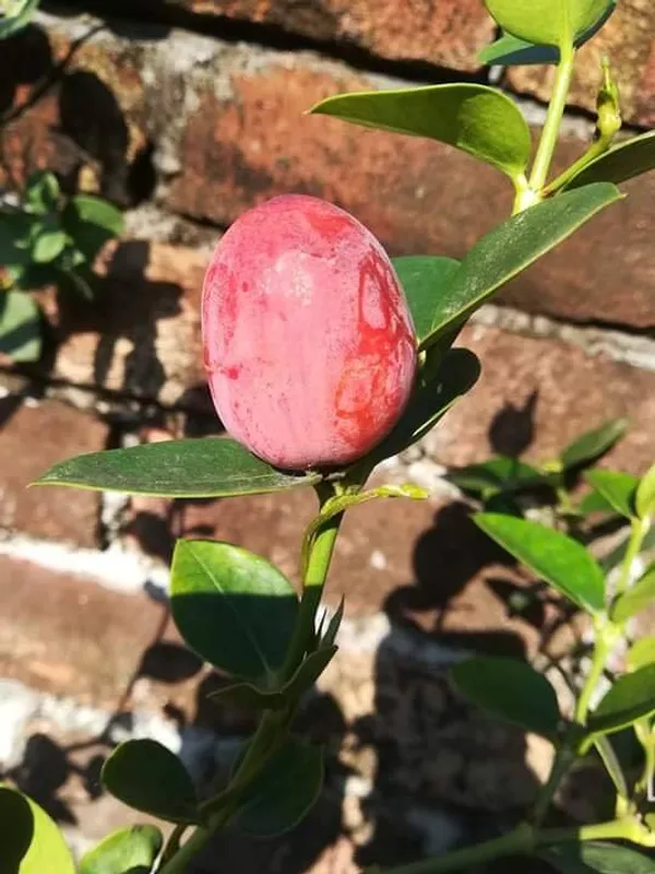Thai_Sweet_Karonda_Cherry_Fruit,_Carissa_Carandas,_Seedless_Koromcha_Air_Layered_Plant_Fruit_After_6_Month_Pack_of1
