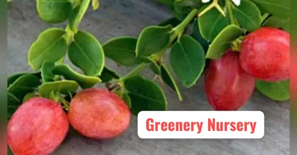 Thai_Sweet_Karonda_Cherry_Fruit,_Carissa_Carandas,_Seedless_Koromcha_Air_Layered_Plant_Fruit_After_6_Month_Pack_of1