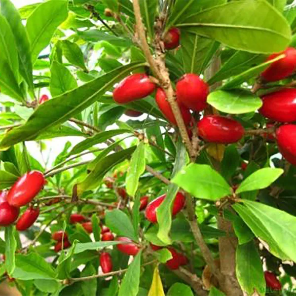 Miracle_Fruit_Synsepalum_Dulcificum_Fruit_Plant_&_Tree__Miracle_Berry_1_Healthy_Live_Plant_&_Tree