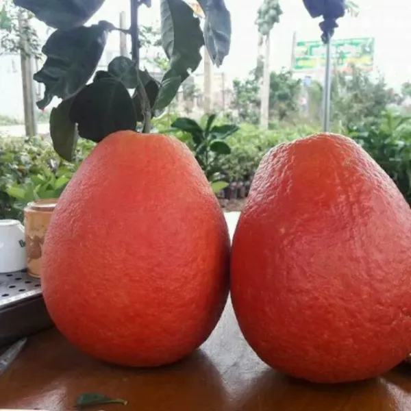 Thai_Red_Jambura_Pomelo_Gaint_Chakotra_Batabi_Lebu_Fruit_Grafted_Live_Plant_&_Tree__Hight_Of_The_Plant_2-2.5Ft