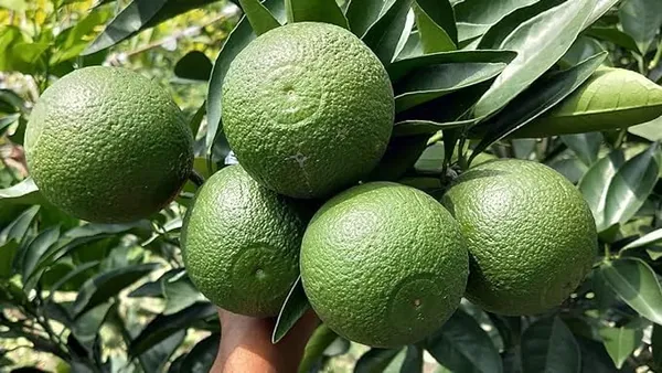 Indian_Siki_Malta_Orange_Plant_Orange_Plant_All_Time_Variety_Grafted_Fruit_Live_Plants_&_Tree_Healthy_Plant_In_Nursery_Grow_Bag