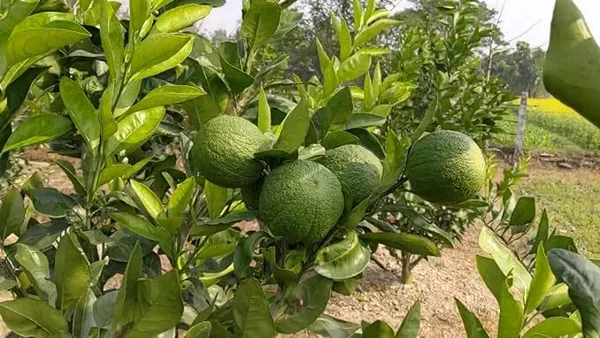 Indian_Siki_Malta_Orange_Plant_Orange_Plant_All_Time_Variety_Grafted_Fruit_Live_Plants_&_Tree_Healthy_Plant_In_Nursery_Grow_Bag