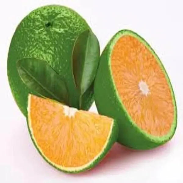 Indian_Siki_Malta_Orange_Plant_Orange_Plant_All_Time_Variety_Grafted_Fruit_Live_Plants_&_Tree_Healthy_Plant_In_Nursery_Grow_Bag