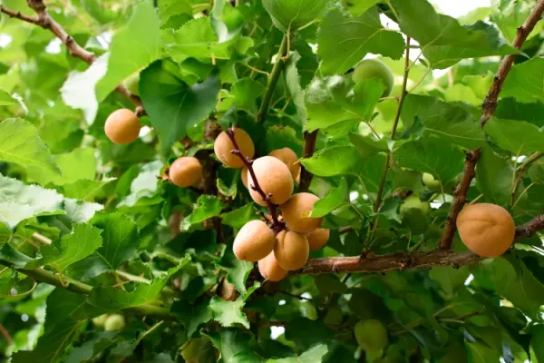 Apricot_Plant_Grafted_Hybrid_Plant_Tropical_Apricot_Live_Plant__In_Poly_Bag_Verified_Quality
