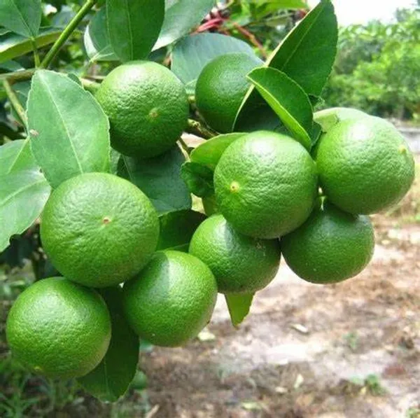 Alltime_Grafted_Seedless_Lemon/Labu/Lime_Hybrid_Plant