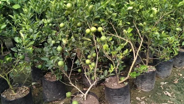 Alltime_Grafted_Seedless_Lemon/Labu/Lime_Hybrid_Plant