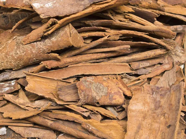 Cinnamon_Plant_Daruchini__Plant