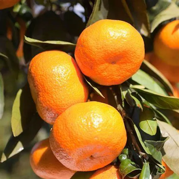 Wary_Satsuma_Grafted_Sweet_Hybrid_Orange_Plant_1.5-3.5_Ft