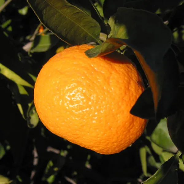 Wary_Satsuma_Grafted_Sweet_Hybrid_Orange_Plant_1.5-3.5_Ft