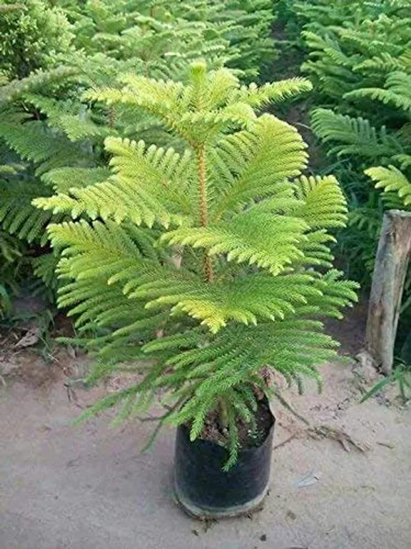 Christmas_Tree_Plant