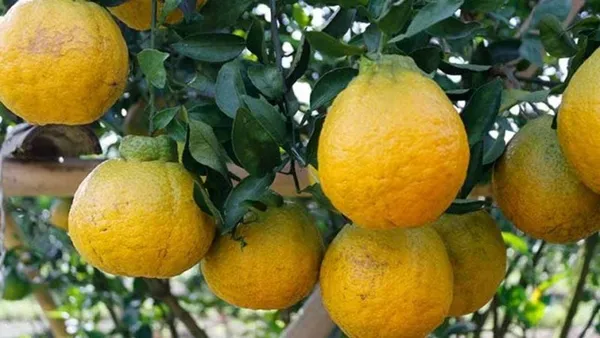 Dekopon_Hybrid_Sweet_Orange_Fruit_Plant_Grafted_1.5-3.5_Ft