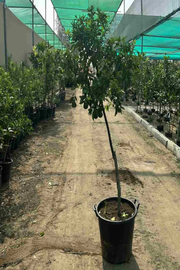 Dekopon_Hybrid_Sweet_Orange_Fruit_Plant_Grafted_1.5-3.5_Ft