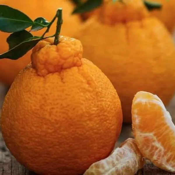 Dekopon_Hybrid_Sweet_Orange_Fruit_Plant_Grafted_1.5-3.5_Ft