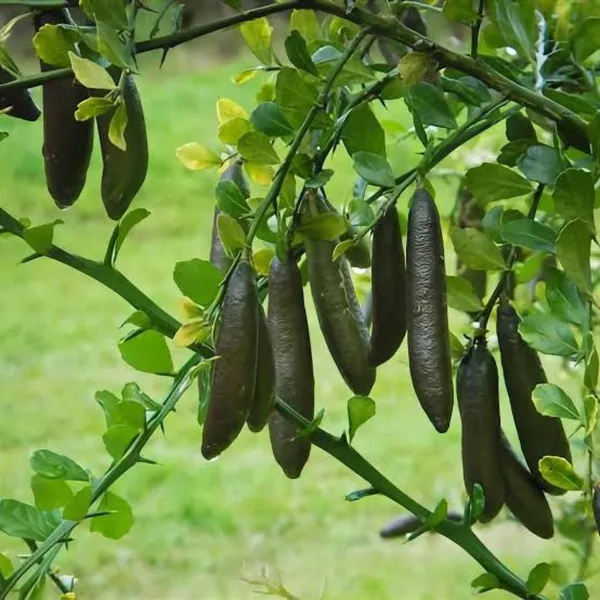 Finger_Lime/Lemon_Grafted_Hybrid_Fruit_Plant