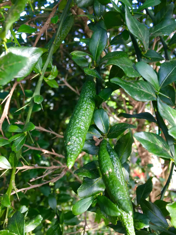 Finger_Lime/Lemon_Grafted_Hybrid_Fruit_Plant