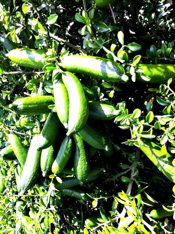Finger_Lime/Lemon_Grafted_Hybrid_Fruit_Plant