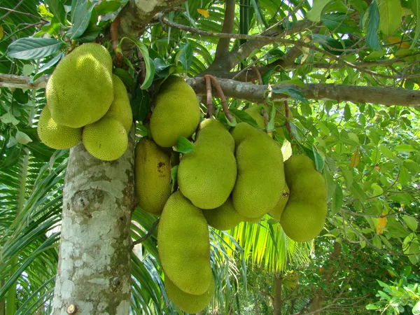 Indian_12_Month_Jackfruit_Plant_Hybrid,