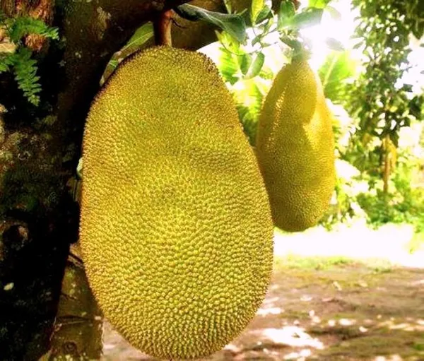 Indian_12_Month_Jackfruit_Plant_Hybrid,