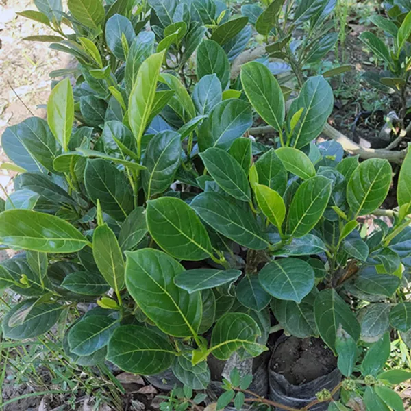 Indian_12_Month_Jackfruit_Plant_Hybrid,