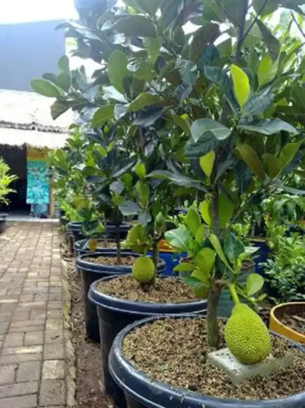Indian_12_Month_Jackfruit_Plant_Hybrid,