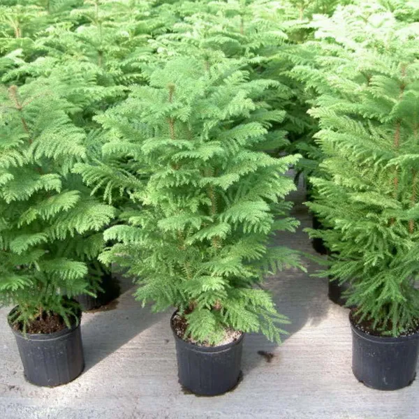Christmas_Tree_Plant