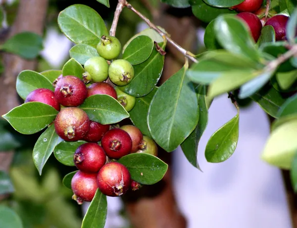 Grafted_Strawberry_Guava_Hybrid_Plant