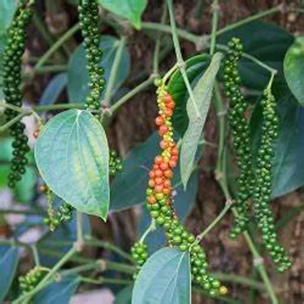 Black_Paper_Plant