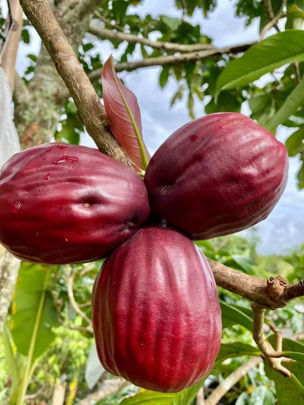 Malay_Apple_Plant_&_Tree